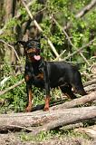 PINSCHER NAIN 127